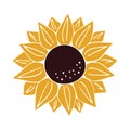 Vector Sunflower Illustration. Hand Drawn Flower.