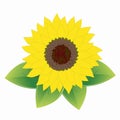 Sunflower Royalty Free Stock Photo