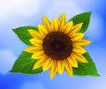 Vector sunflower with leaves