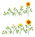 Vector sunflower plant growth stages concept, abstract flower symbols isolated on white background. Sunflower life cycle Royalty Free Stock Photo