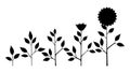 Vector sunflower plant growth stages silhouette, abstract flower symbols isolated on white background. Sunflower life