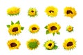 Vector sunflower seeds head flower set