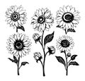 Vector Sunflowers illustration set