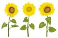 Vector sunflowers set with leaves on white background Royalty Free Stock Photo