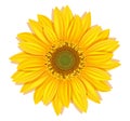 Vector Sunflowers On A White Background