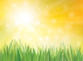 Vector sunshine background with grass.