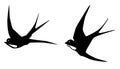 Vector Swallows Birds