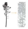 Vector tall pine silhouette. High quality of details.