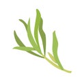 Vector tarragon illustration isolated in cartoon style. Herbs and Species Series.