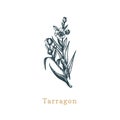 Vector Tarragon sketch. Drawn spice herb in engraving style. Botanical illustration of organic, eco plant.