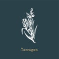 Vector Tarragon sketch. Drawn spice herb in engraving style. Botanical illustration of organic, eco plant.