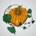 Vector tasty and healthy vegetable pumpkin