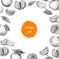 Vector template with collection of citrus exotic summer fruits Royalty Free Stock Photo