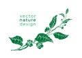 Vector template. Green branch of tea tree. Organic drink, vegan food