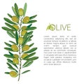 Vector template with outline green Olive, unripe fruits and leaves isolated on white background. Olive branch in contour style.