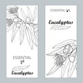 Vector templates with outline Eucalyptus globulus, fruit, flower and leaves . Floral design for poster, banner, packageÃÅ½ Royalty Free Stock Photo