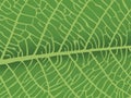 Vector texture of leaf