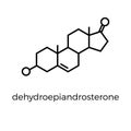 Vector thin line icon of dehydroepiandrosterone molecular structure. Chemical formula of dhea