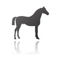 Vector thoroughbred horse