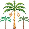vector Three date palm trees