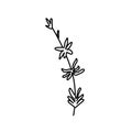 Vector thyme branch with a black line.Simple food and cooking