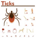 Vector tick infographic