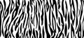 Vector Tiger black white stripe background. Animal skin banner. Royalty Free Stock Photo