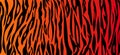 Vector Tiger orange black stripe background. Animal skin