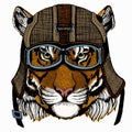 Vector tiger portrait. Animal head.