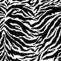 Vector tiger stripes seamless skin prints background