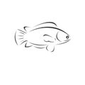 Vector tilapia fish Black. illustration. logo. icon. symbol. on white background