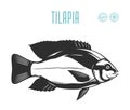 Vector tilapia fish illustration Royalty Free Stock Photo