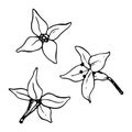 Vector tiny flowers of sea buckthorn with four petals floral illustration. Black and white graphic plant drawing