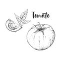 Vector tomato handdrawn seamless pattern in the style of engraving.