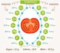Vector tomatoes infographics.