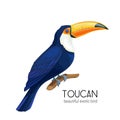 Vector toucan bird