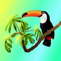 Vector Toucan in the jungle