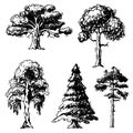 Vector tree sketch hand drawn style types green forest pine treetops collection of birch, cedar and acacia or greenery Royalty Free Stock Photo