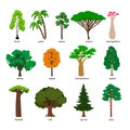 Vector trees. Forest tree set with titles, birch and oak, pine and baobab, acacia and spruce vector