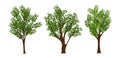 Vector trees set Royalty Free Stock Photo