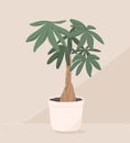 Vector trendy illustration of home plant in a pot. Money bonsai or pachira aquatica. Wooden trunk and large green leaves. Object