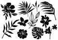 Vector tropic leaves and flower silhouette. Jungle plant, monstera leaf, palm frond, exotic floral. Abstract set