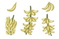 Vector tropical banana fruit, bunch and twig clip art. Jungle foliage illustration. Royalty Free Stock Photo