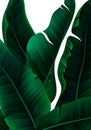 Vector Tropical Banner with Realistic Banana Tree Leaves Royalty Free Stock Photo