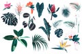 Vector tropical bright blue plants, jungle leaves and flowers set