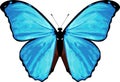 Vector tropical butterfly Morpho menelaus