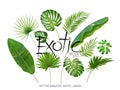Vector tropical exotic leaves, realistic jungle leaves set isolated on white background. Palm leaf collection. Quality Royalty Free Stock Photo
