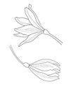 Tropical flower set for Icon in line art style