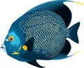 Vector tropical French angelfish illustration