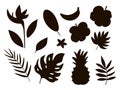 Vector tropical fruit, flowers and leaves silhouettes. Jungle foliage and florals black illustration. Hand drawn flat exotic Royalty Free Stock Photo